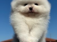 Özel renk Boo Pomeranian