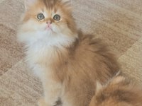Golden Ny11 British Longhair Erkek