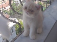 Saf Kan Exotic Shorthair Erkek Yavru