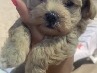 F2 maltipoo yavru