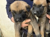 40 günlük hırs küpü Belçika malinois yavrular