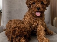 Gerçek Peluşlar Safkan Toy Poodle Bebekleri