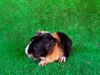 Sevimli ginepigler