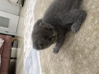 Scottish fold 3 aylık yavru kedimiz