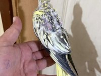 44 GÜNLÜK HARİKA SULTAN PAPAĞANI BEBEK