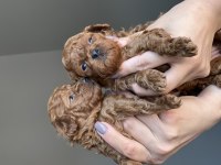 KORE KAN POODLE YAVRULARIMIZ