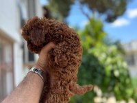Kg garantili A kalite lekesiz poodle yavrularımız