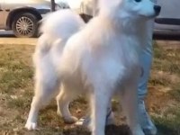 Üretim için safkan samoyed acil sahiplendirme