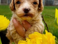 Maltipoo yavruları