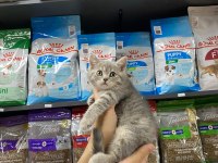 Dişi ve Erkek Silver Tabby Bebek British Shorthair