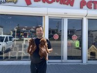 EN GÜZEL TOY POODLE YAVRULAR ANKARA MAĞAZAMIZDA GÖRÜN
