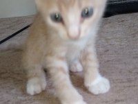 hayvan severlere Ücretsiz kedi sahiplendirme