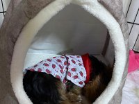Üç aylık yavru yorkshire terrier