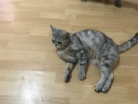 Ücretsiz sahiplendirme kedimiz