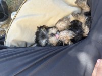 Orjinal güzeller güzeli dişi teacup yorkie