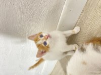 ÜCRETSİZ CİNS KEDİMİZİ SAHİPLENMEK İSTER MİSİNİZ