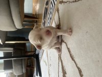 Emzikten kesilince gönderim yapılacak köpekler