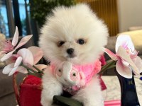 Sevgiye Muhtaç Minik Yavru Pomeranian Köpekler!