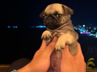 Gül kuyruk pug erkek bebek