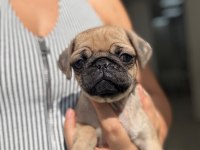 IRK VE SAĞLIK GARANTİLİ PUG YAVRULARIMIZ