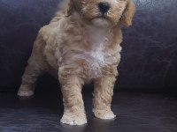 İNANILMAZ GÜZELLİKTE MALTİPOO YAVRULAR
