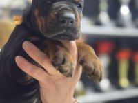 Avrupanın en iri doberman yavruları