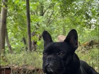 Fransız bulldog ve diğer ismiyle french bulldog