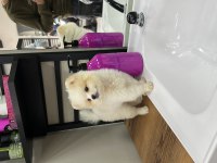 Sakarya Pomeranian 5 Aylık (ERKEK)