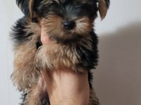 Tea cup yorkshire terrier