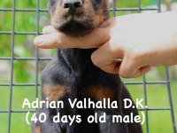 A secereli şampiyon kan hattı doberman yavrular