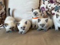 2 aylık yavru british shorthair british blue point