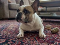 Fransız Bulldog Kızım 5 Yaşında