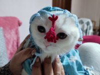 Kırık kulak cins kedimiz