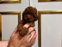 Red Poodle Yavrular