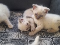 Tatlı Siyam Scottish Fold İran Yav. Ailelerini Arıyor