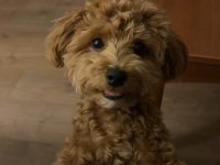 8 Aylık Maltipoo Oğlumuz Coco Yeni Yuva Arıyor