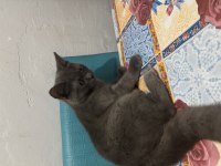 Ücretsiz verilecek british shorthair kedisi
