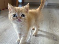 2.5 aylık british shorthair erkek