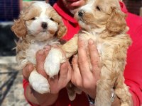Maltipoo yavrularım