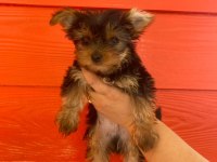 Kaliteli Yorkshire Terrier Yavruları