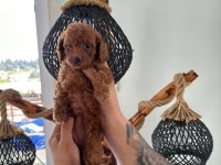 MİNİK TOY POODLE YAVRULARI YENİ SAHİPLERİNİ ARIYOR