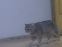 2 yaşında british longhair