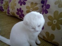 Yakışıklı british shorthair oğlumuz