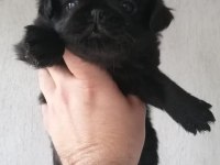Flufy siyah pug yavrularımız