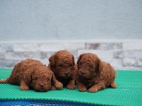 Rezerveye uygun Toy Poodle