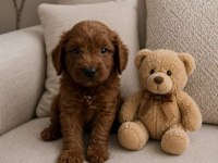 MUHTEŞEM MİNİK KÖPEKLER