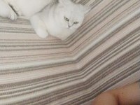 Ücretsiz sahiplendirme 15 aylık british shorthair