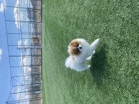 TEDDY FACE POMERANİAN IRKIN EN İYİ VE EN NADİR RENKLERİNDEN