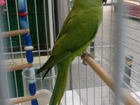 Bebek Pakistan Papağanı