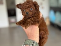 Petmode köpek çiftliğinden tea cup poodle yavrular